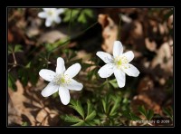 /album/makro/img-0531-jpg/